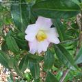 Camellia pitardii